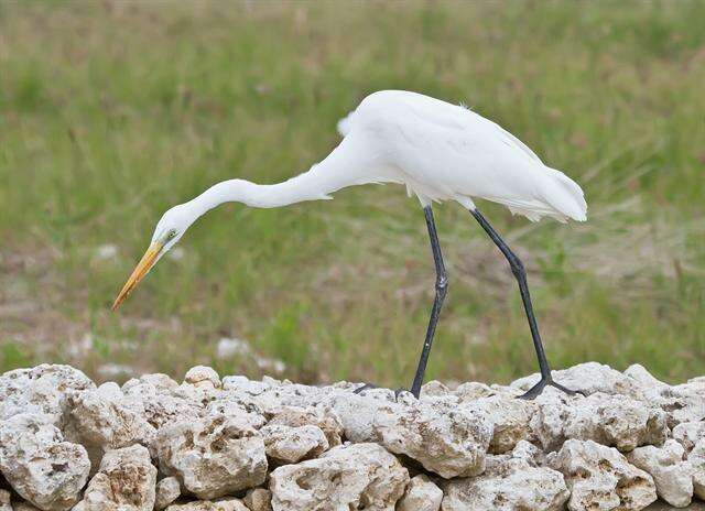 Image of Intermediate Egret