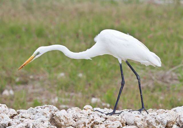 Image of Intermediate Egret