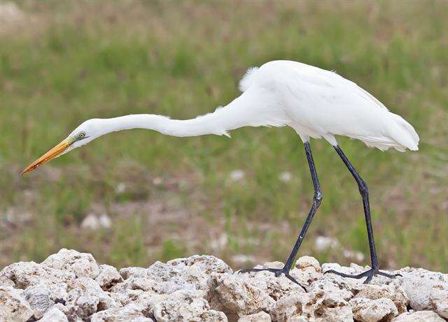 Imagem de Ardea intermedia Wagler 1829