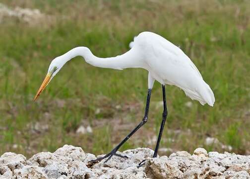 Image of Intermediate Egret