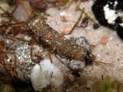 صورة Odontoceridae