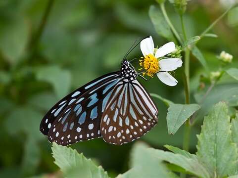 Image of Ideopsis