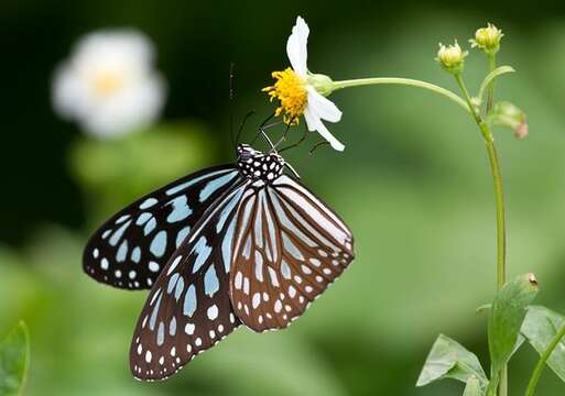 Image of Ideopsis