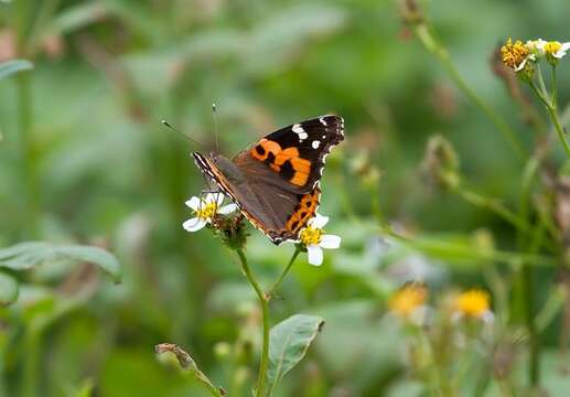 Image of Ladies and Red Admiral