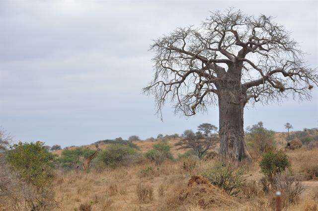 Image of Baobab