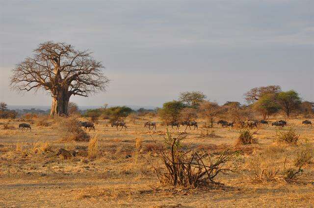 Image of Baobab