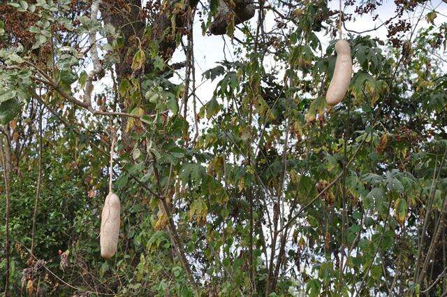 Image of sausage tree