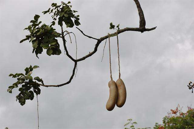 Image of sausage tree