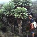 Image of giant groundsel