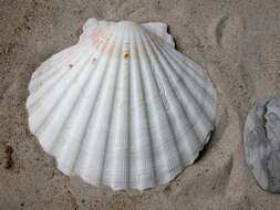 صورة Pecten O. F. Müller 1776