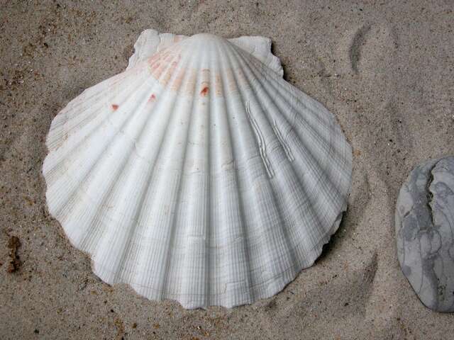 صورة Pecten O. F. Müller 1776