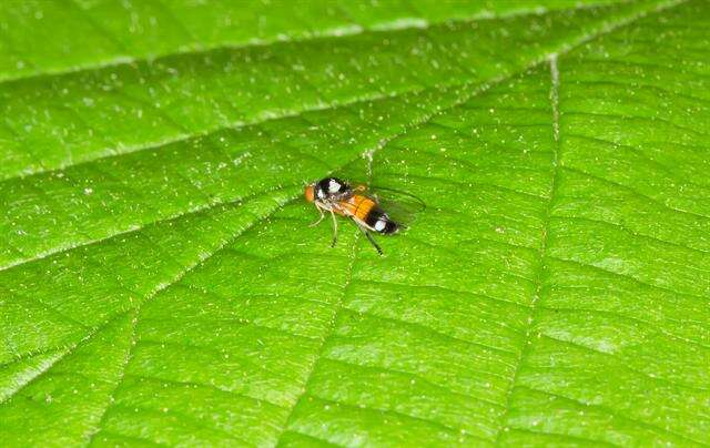 Image of flat-footed flies