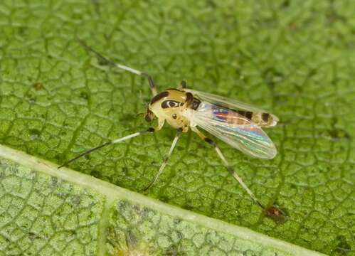 Image of midges