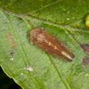 Image of <i>Hesium domino</i>