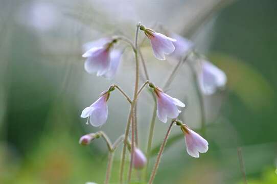 Image of twinflower