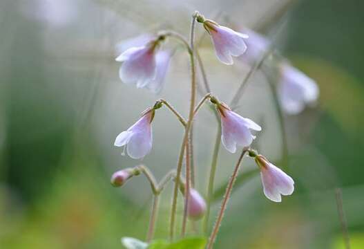 Image of twinflower