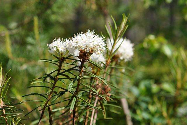 Imagem de Rhododendron tomentosum (Stokes) Harmaja