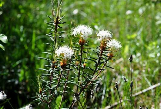 Imagem de Rhododendron tomentosum (Stokes) Harmaja