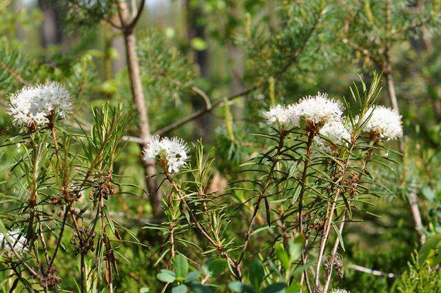 Imagem de Rhododendron tomentosum (Stokes) Harmaja