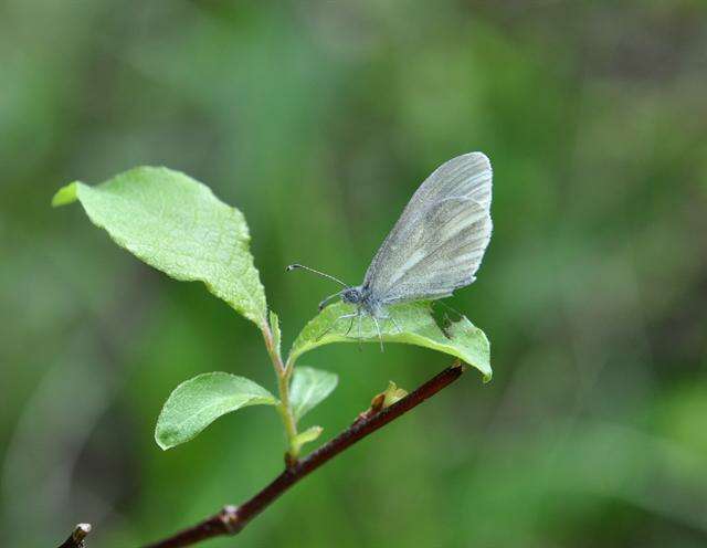 Image of Wood White