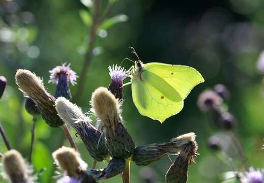 Image of Brimstones