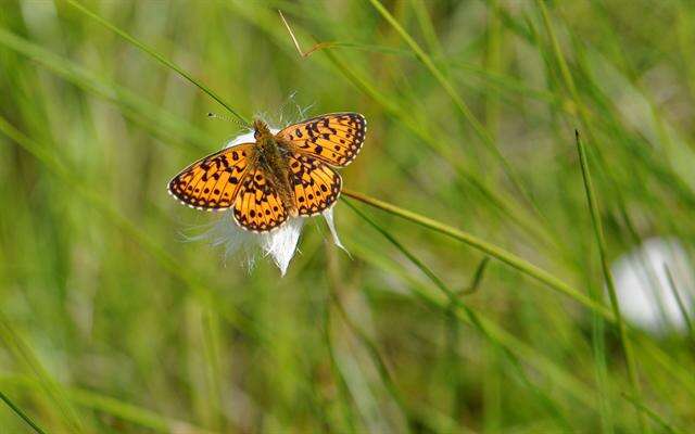 Image of Lesser Fritillaries