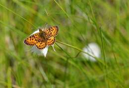 Image of Lesser Fritillaries