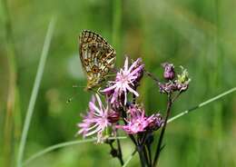 Image of Lesser Fritillaries