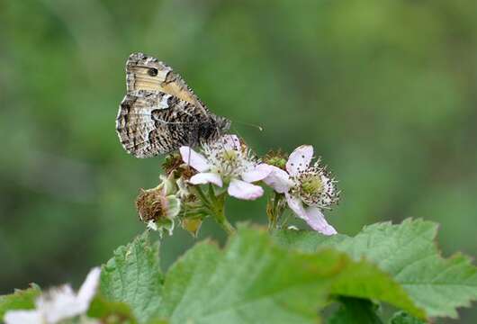 Image of Grayling