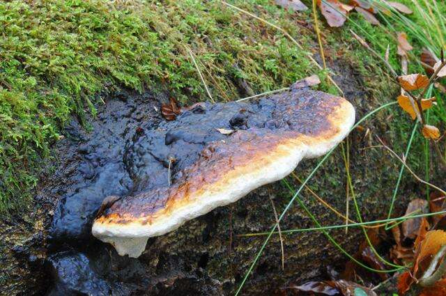 Image of Fomitopsis