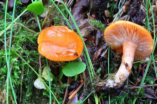 Слика од Lactarius aurantiacus (Pers.) Gray 1821