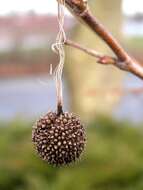 Image of plane tree family