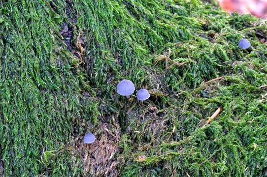 Image of Mycena pseudocorticola Kühner 1938