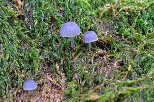 Image of Mycena pseudocorticola Kühner 1938