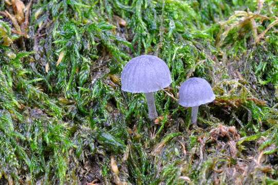 Image of Mycena pseudocorticola Kühner 1938