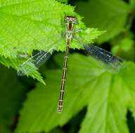 Image of Spearhead Bluet