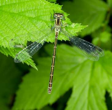 Image of Spearhead Bluet