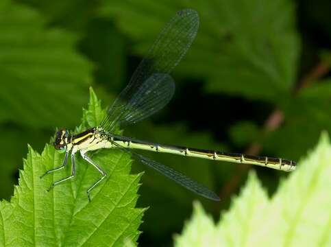 Image of Spearhead Bluet