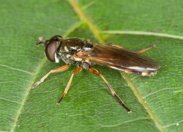 Sivun <i>Platycheirus granditarsus</i> kuva