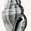 Image of Eucithara monochoria Hedley 1922