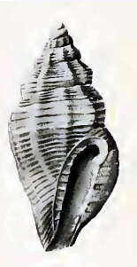 Image de Eucithara monochoria Hedley 1922