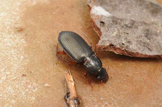 Amara (Curtonotus) convexiuscula (Marsham 1802) resmi