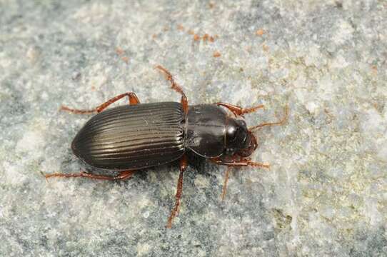 Image of Amara (Curtonotus) convexiuscula (Marsham 1802)