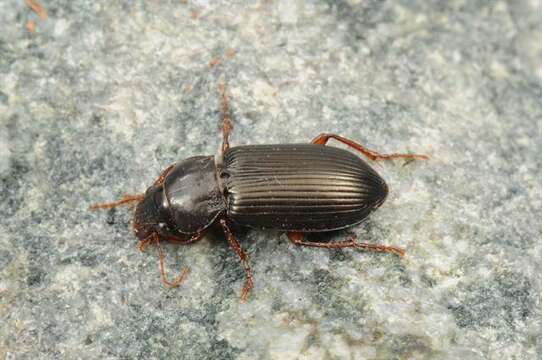 Image of Amara (Curtonotus) convexiuscula (Marsham 1802)