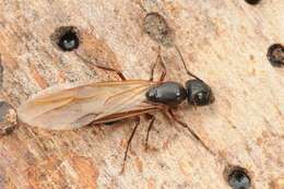 Plancia ëd Camponotus