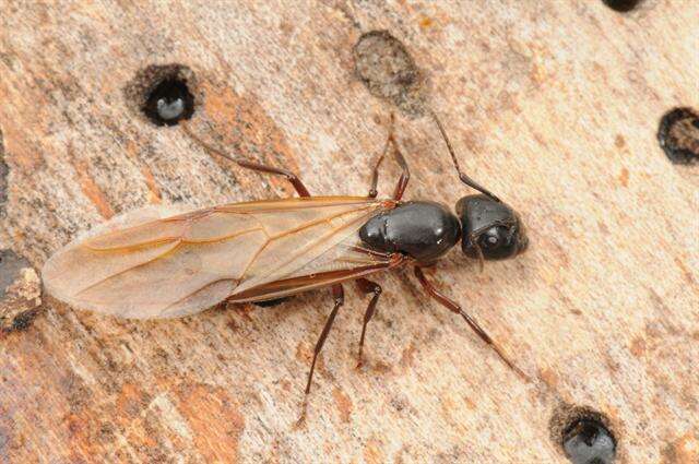 Plancia ëd Camponotus