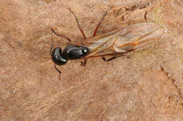 Plancia ëd Camponotus