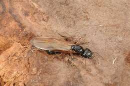 Plancia ëd Camponotus