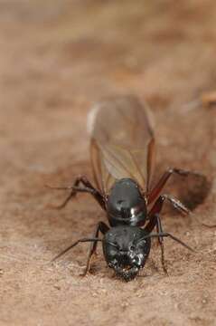 Plancia ëd Camponotus