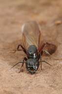 Plancia ëd Camponotus